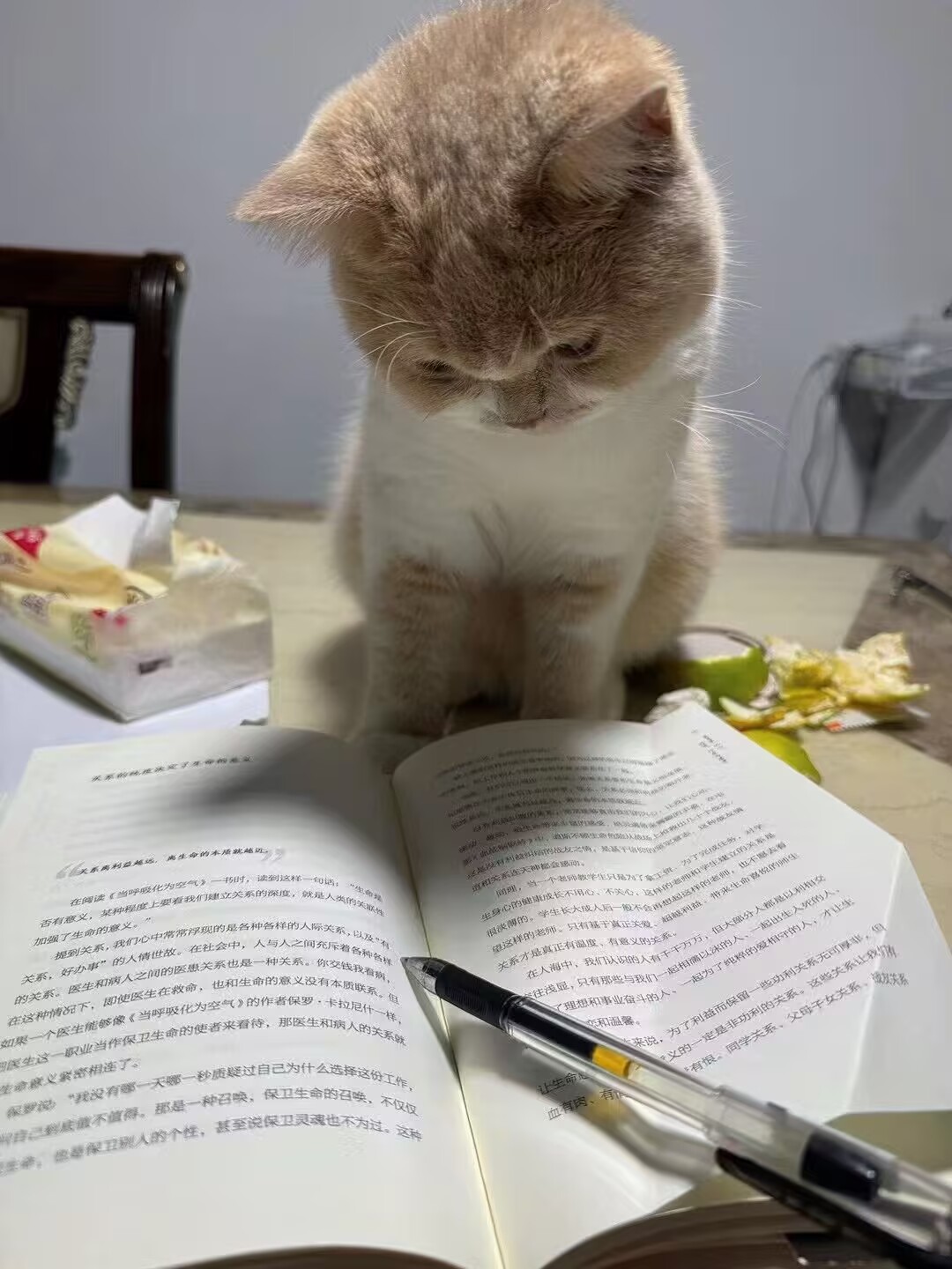 Xiaomie the cat in front of an open book
